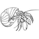 Vector image of hermit crab