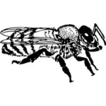 꿀 꿀벌의 측면 보기의 벡터 그래픽