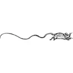 Long-tailed myszy