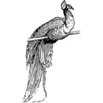 Peacock outline vector clip art