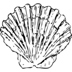 Vector image of scallop shell