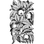 Ilustração do vetor de maçãs em um galho