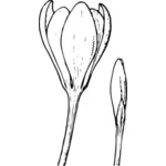 Vektorbild crocus blomma och bud