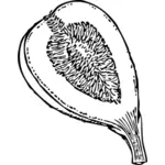 Fig fruit snijden in de helft vector illustraties