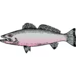 Obecný říční ryby vektorové kreslení