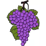 Vector drawing of ripe grapes