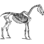 Векторное изображение лошади скелета