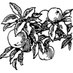 Vector image of peaches