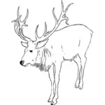 Illustrazione vettoriale di Cervo Cervo