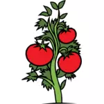 Tomate plante vector clipart