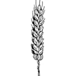 Vector image of wheat branch