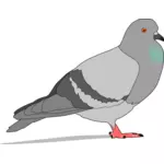 Color illustration of pigeon with shadow