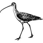 Long-billed curlew vector image