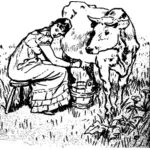 Lady dojení krávy