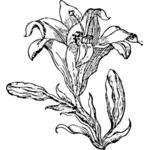 ユリの花ライン アート ベクトル画像