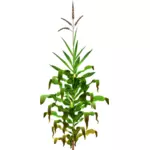 熟したトウモロコシ mais 植物のベクトル描画