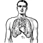 Homem e seus pulmões gráficos vetoriais