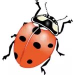 Ladybug vector graphics