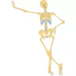 Esqueleto del vector de la imagen de pie