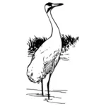 Whooping crane outline vector