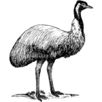 EMU vector illustraties