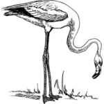 Flamingo vektori piirustus