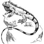 Iguana vector miniaturi