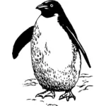 Pingviini vektori ClipArt