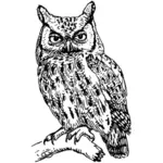 Screech owl vector afbeelding