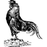 Old rooster