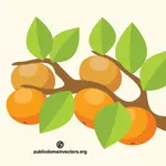 Oranje boom