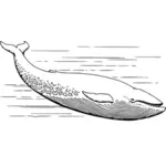 Modrá velryba vektorové ilustrace