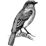 Disegno di standing bluebird su un ramo