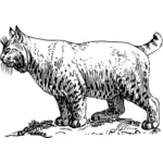 Dibujo vectorial de Bobcat