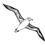 Vector image of albatross