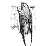 Chimney swift in black and white vector image