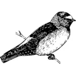 American cliff swallow image