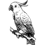 Vector drawing of cockatoo
