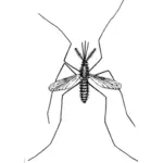 Desenho de mosquito