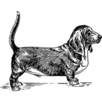 Ilustración de vector de perro Basset Hound