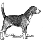 Ilustración de vector de perro Beagle
