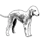 Image vectorielle Bedlington terrier