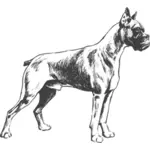 Boxer hund vektortegning