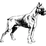Boxer Pes vektorový obrázek