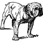 Bulldog vector drawing