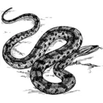 Anaconda vetor clip-art