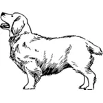 Clumber dog vector illustration