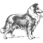 Collie vector image