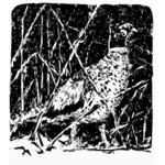 Pheasant vector image