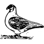 Desenho de vetor de pombo